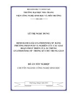 Định danh loài gnathostoma sp bằng phương pháp PCR và nghiên cứu các giai đoạn phát triển của ấu trùng gnathostoma sp trong ký chủ trung gian