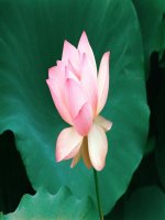 Bài giảng điện tử môn sinh học: Cấu tạo trong của phiến lá_1 ppt