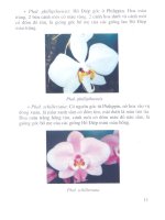 Lan Hồ Điệp - Kỹ thuật chọn tạo, nhân giống và nuôi trồng part 2 potx