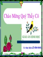giáo án sinh học lớp 7 tham khảo trùng kiết lỵ(1)