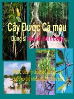 Bài giảng điện tử môn sinh học: Cây Đước ppt