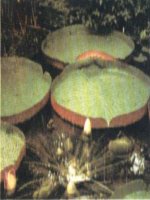 Bài giảng điện tử môn sinh học: Cấu tạo trong của phiến lá_2 ppt