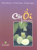 Cây ổi Psidium guajava