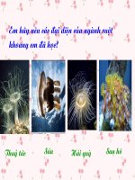 giáo án sinh học lớp 7 tham khảo đặc điểm chung và vai trò của ruột khoang