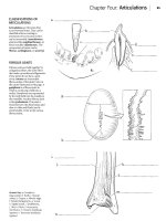 Kaplan anatomy coloring book - part 3 pot