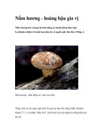 Nấm hương - hoàng hậu gia vị pot