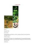 Lý Thuyết Dược Học: Y THIÊM THẢO ppsx