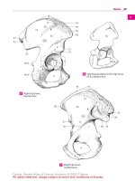 Pocket Atlas of Human Anatomy 4th edition - part 2 pot