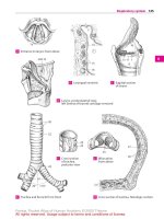 Pocket Atlas of Human Anatomy 4th edition - part 4 docx