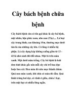 Cây bách bệnh chữa bệnh doc
