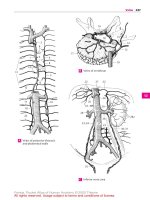Pocket Atlas of Human Anatomy 4th edition - part 6 ppt