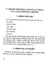 Kỹ thuật trồng cà chua quanh năm part 4 doc