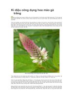 ki dieu cua hoa mao ga trang ppsx