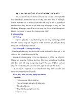 QUY TRÌNH TRỒNG VÀ CHĂM SÓC DƯA HẤU pot