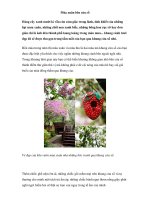 Mùa xuân bên cửa sổ doc