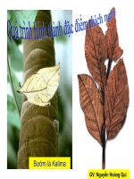 quá trình hình thành đặc điểm thích nghi