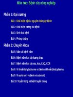 Khái niệm về các loại bệnh trên cây trồng pot