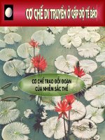 cơ chế di truyền ở cấp độ tế bào