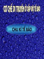 bài giảng chu kỳ tế bào