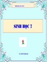 bài giảng sinh học 7  sán lá gan