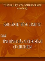 Tiểu luận TÌNH HÌNH CHĂN NUÔI bò sữa ở củ CHI TP HCM