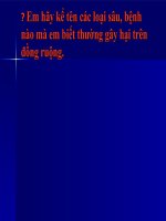 Giáo án bồi dưỡng  tham khảo Điều kiện phát sinh sâu bệnh và biện pháp phòng trừ