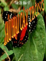 Giáo án bồi dưỡng tham khảo Sâu hại cây trồng