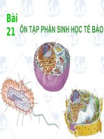 Giáo án bồi dưỡng Ôn tập sinh học tế bào tham khảo