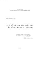 Nuôi vỗ và sinh sản nhân tạo cá Chẽm (Lates calcarifer)