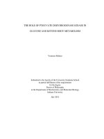 THE ROLE OF PYRUVATE DEHYDROGENASE KINASE IN GLUCOSE AND KETONE BODY METABOLISM