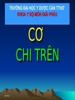 Bài báo cáo về giải phẩu Cơ Chi  TRÊN