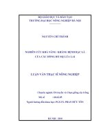 Luận văn thạc sĩ nghiên cứu khả năng kháng bệnh bạc lá của các dòng bố mẹ lúa lai