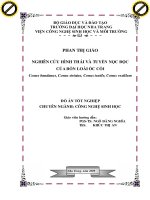 nghiên cứu hình thái và tuyến nọc độc của bốn loài ốc cối conus bandanus, conus striatus, conus textile, conus vexillum