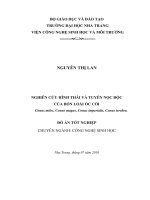 Nghiên cứu hình thái và tuyến nọc độc của bốn loài ốc cối conus miles, conus magus, conus imperialis, conus terebra