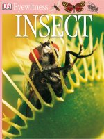 eyewitness insect