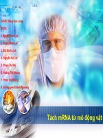 tách chiết mRNA từ mô động vật