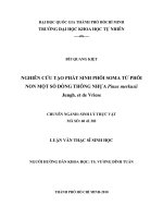 NGHIÊN CỨU TẠO PHÁT SINH PHÔI SOMA TỪ PHÔI NON MỘT SỐ DÒNG THÔNG NHỰA Pinus merkusii Jungh. et de Vriese
