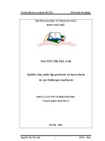 Nghiên cứu, phân lập Genistein và Lanceolarin từ cây Dalbergia Tonkinesis