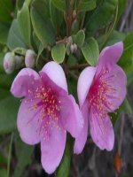 tìm phân số của một số