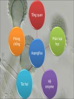 Slide Tổng quan về vi nấm Aspergillus