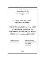 Ảnh hưởng của TDZ, NAA và 2,4 d đến sự nhân chồi, tạo rễ trong môi trường MS lỏng và tạo mô sẹo cây bồ bồ (acorus calamus l ) in vitro