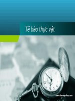 Tổng quan Tế Bào Thực vật - Chi tiết, dễ hiểu nhất