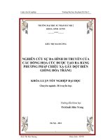 Nghiên cứu sự đa hình di truyền của các dòng hoa cúc được tạo ra bằng phương pháp chiếu xạ gây đột biến giống đoá trắng