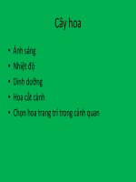 bài giảng sinh lý cây hoa
