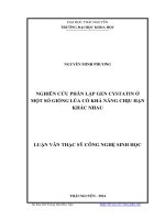 Nghiên cứu phân lập gen cystatin ở một số giống lúa có khả năng chịu hạn khác nhau