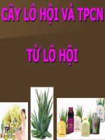 CÂY lô hội và TPCN từ lô hội