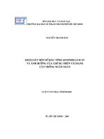 Luận văn khảo sát một số đặc tính azospirillum sp