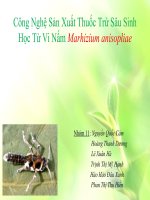 Tiểu luận công nghệ sản xuất thuốc trừ sâu sinh học slide