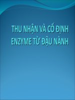 Thu nhận và cố định enzyme từ đậu nành