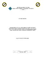 Ảnh hưởng của GA3 kết hợp đến sự rụng trái non nhãn xuồng cơm vàng (dimocarpus longan lour) tại huyện châu thành, tỉnh đồng tháp